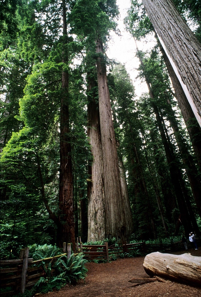 Ancient coast redwoods