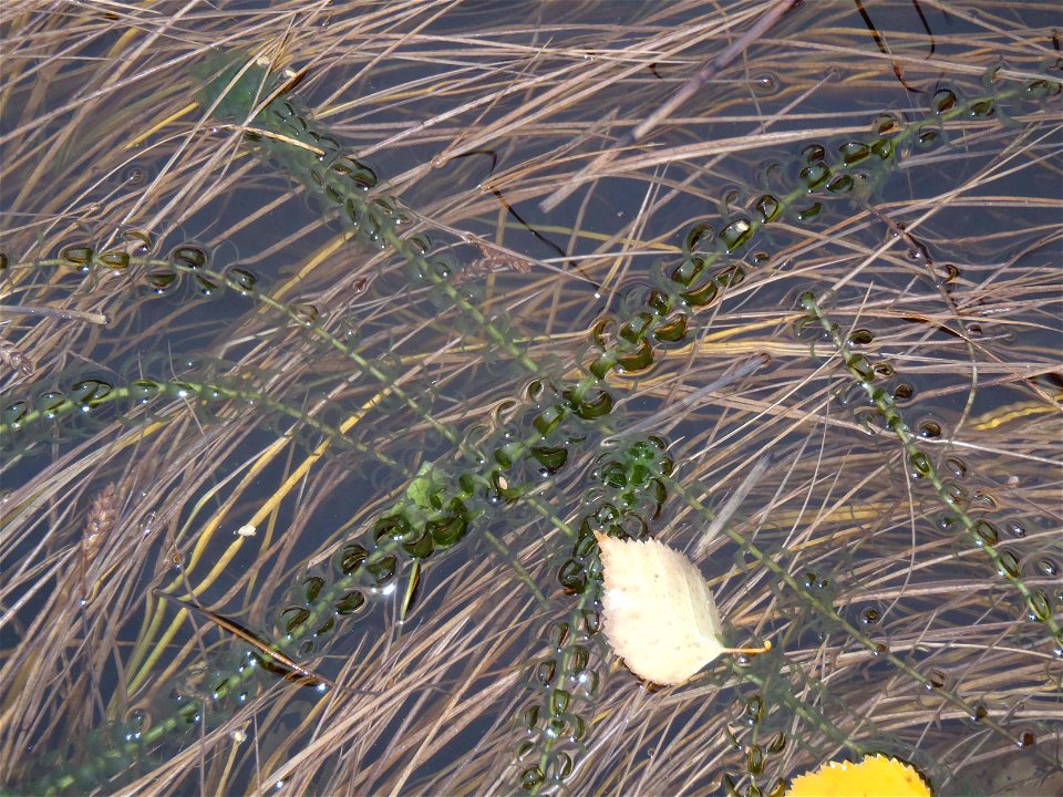 Elodea on Kenai Peninsula, Alaska
