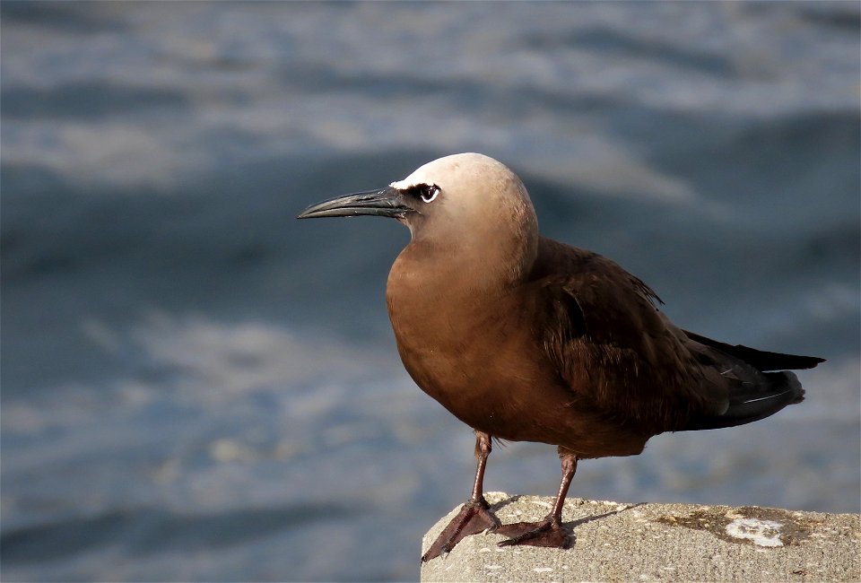 Brown Noddy at the Boynton Inlet