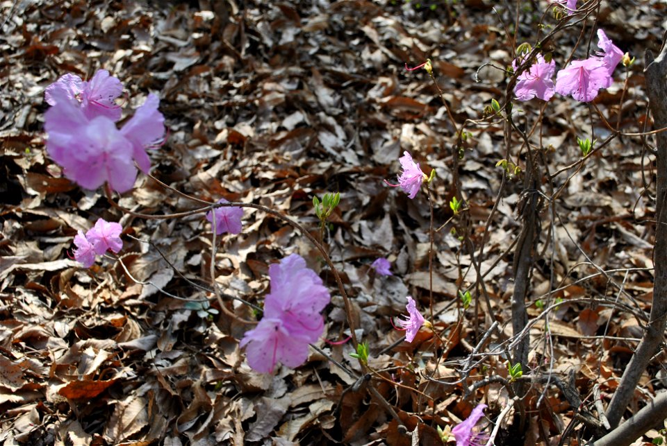 Younginsan Park Spring 2023