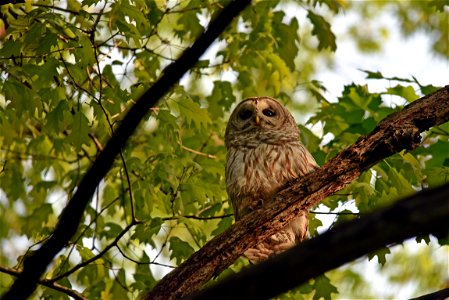 Barred owl