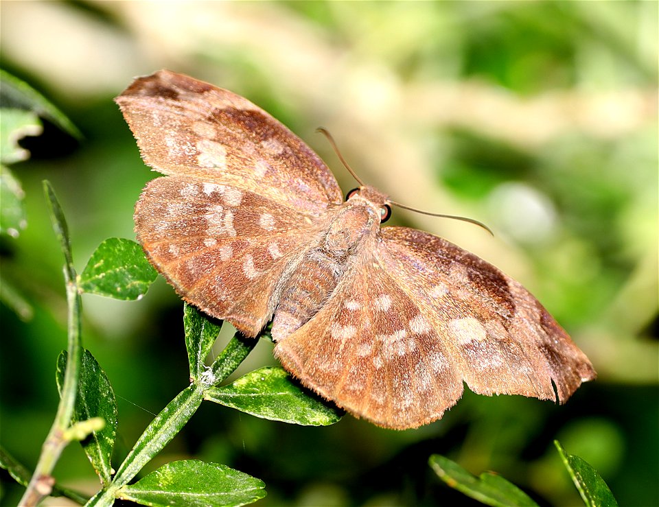 SKIPPER, SICKLE-WINGED (Achloides thraso) (12-29-2021) female, resaca de la palma sp, cameron co, tx -01
