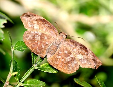 SKIPPER, SICKLE-WINGED (Achloides thraso) (12-29-2021) female, resaca de la palma sp, cameron co, tx -01