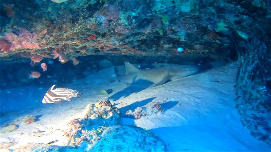 Nurse shark Villa Rosa San Andres Colombia