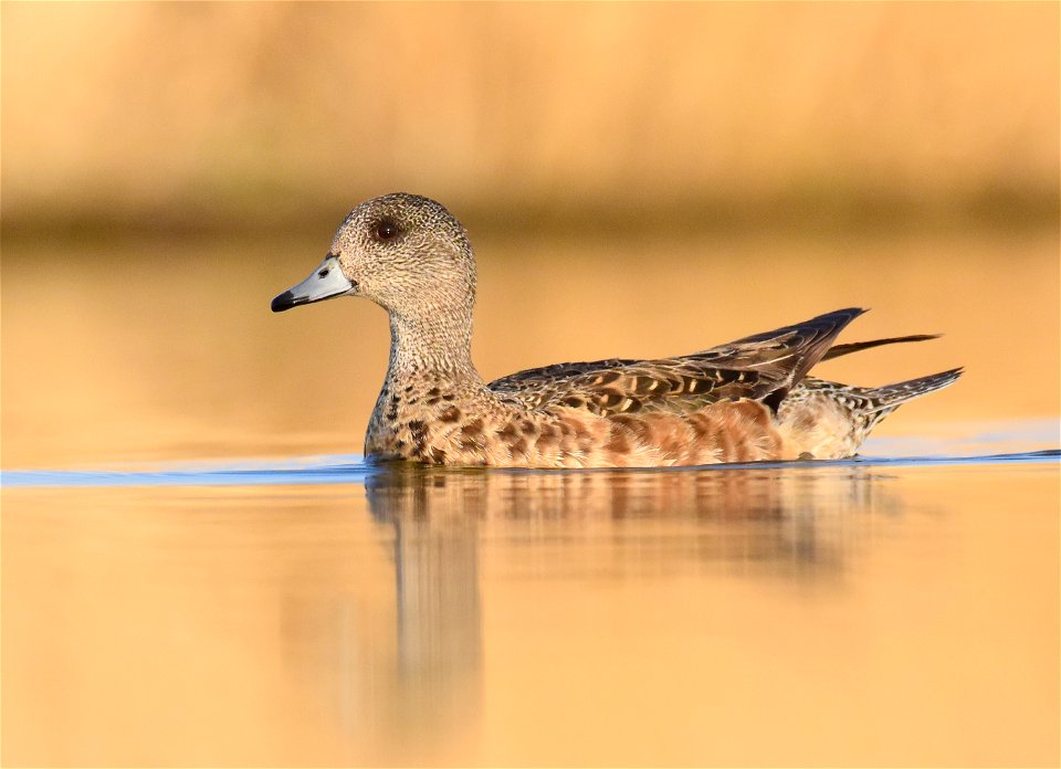 American wigeon at Seedskadee National Wildlife Refuge Wyoming