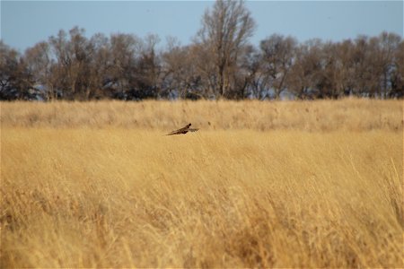 Ringed-Neck Pheasant Lake Andes National Wildlife Refuge South Dakota photo