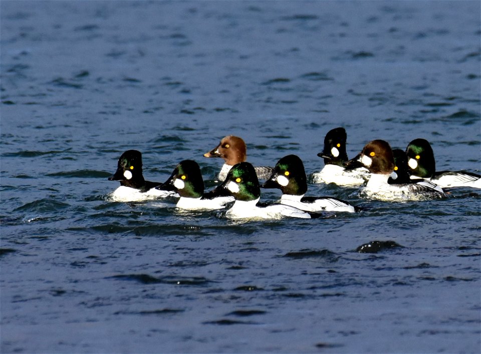 Common goldeneye at Seedskadee National Wildlife Refuge