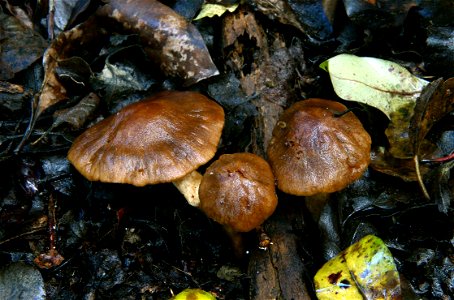 Lactarius umerensis