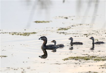 Pied-billed grebe with young photo