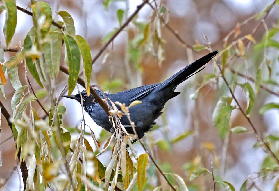 771 - BLUE MOCKINGBIRD (11-26-2021) rattlesnake spring, caelsbad caverns nat park, eddy co, nm -01