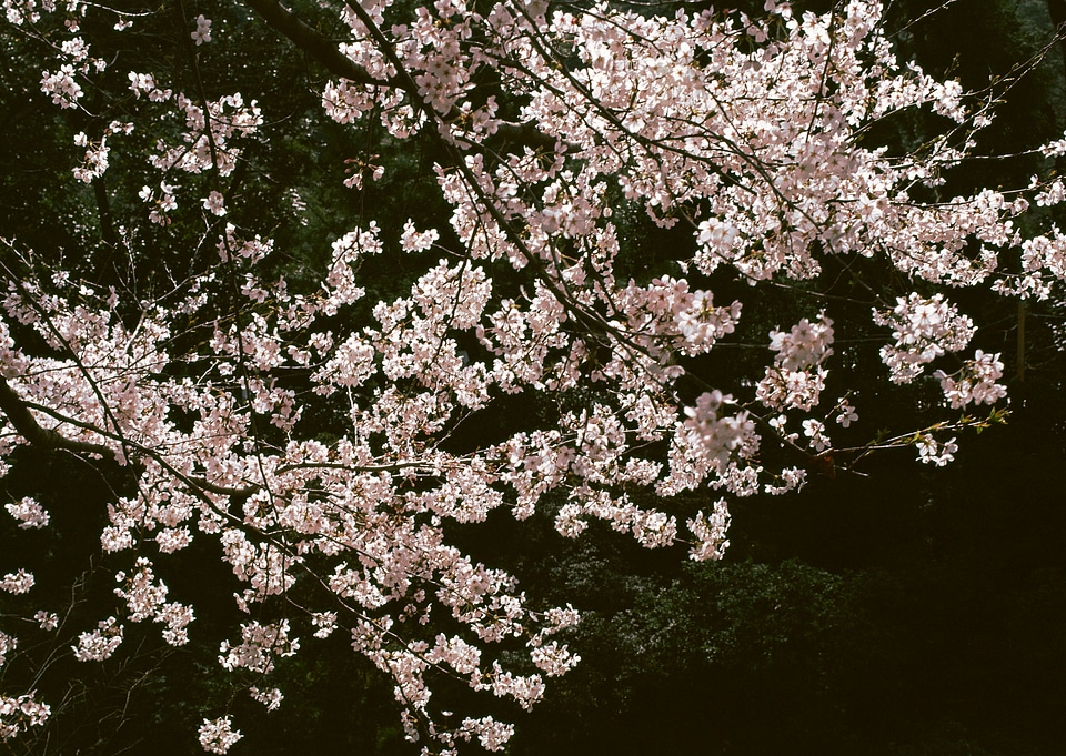 Japanese cherry tree background