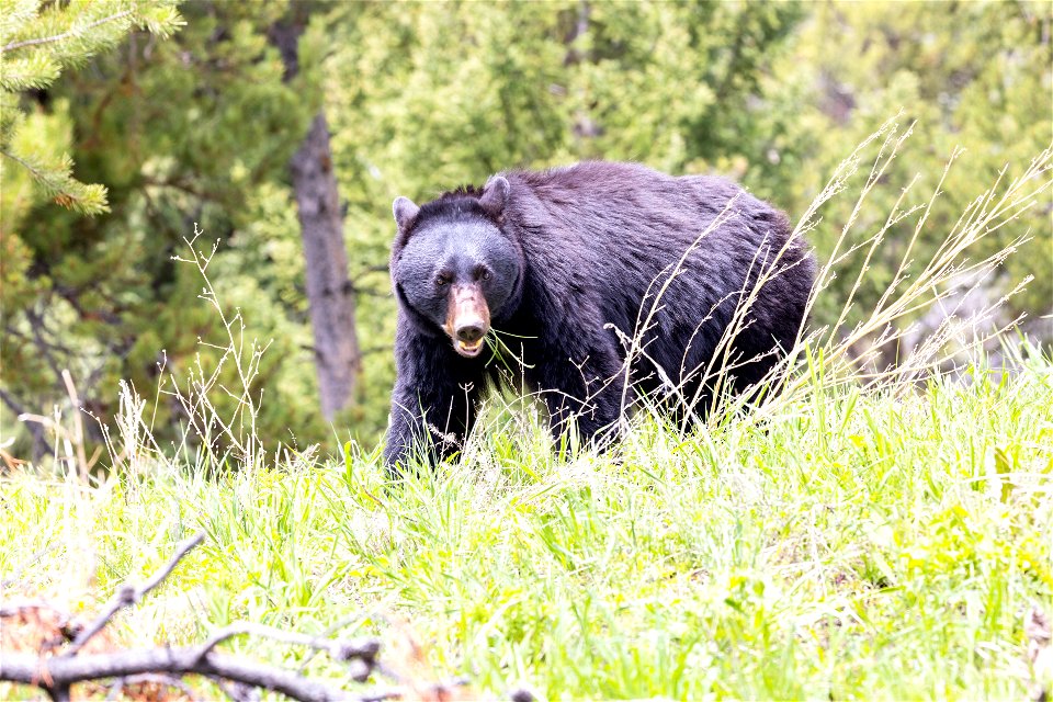 Black bear grazing near Dunraven Pass