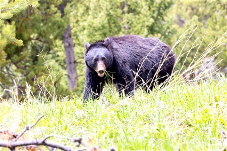 Black bear grazing near Dunraven Pass photo
