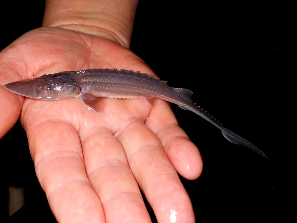 Pallid Sturgeon photo