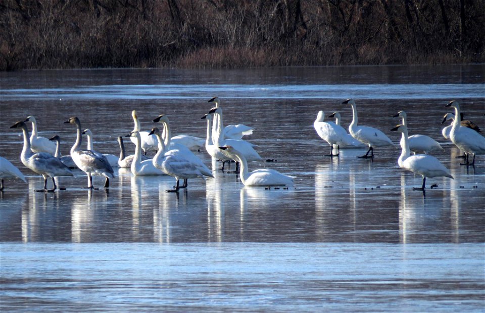 Trumpeter and Tundra Swans