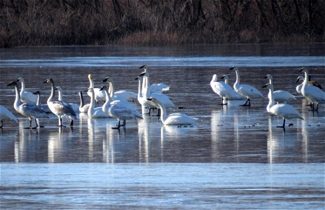 Trumpeter and Tundra Swans photo