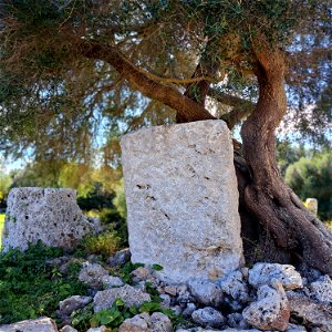 By a tree  Talaiotic de Talati de Dalt Menorca Spain.