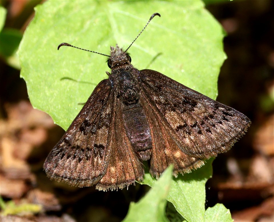 DUSKYWING, SLEEPY (Erynnis brizo) (05-02-2023) north carolina arboretum, near ashville, buncombe co, nc -06 male