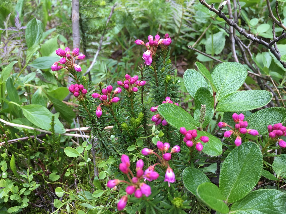 Hiking at Lake O'Hara, Yoho National Park Canada