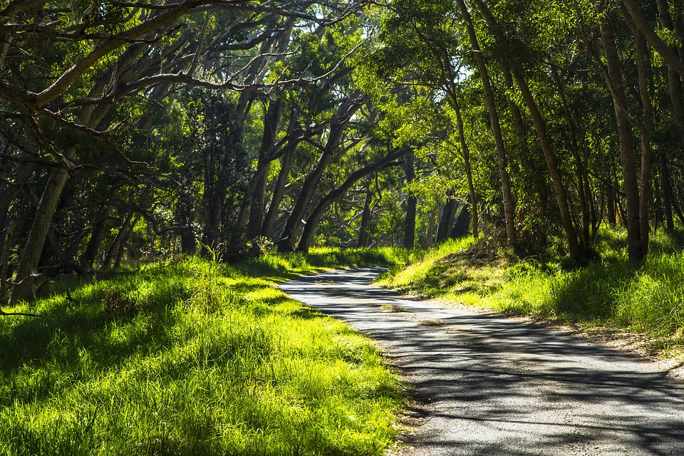 Mauna Loa Road Forest Canopy