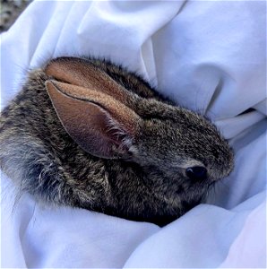 A riparian brush rabbit