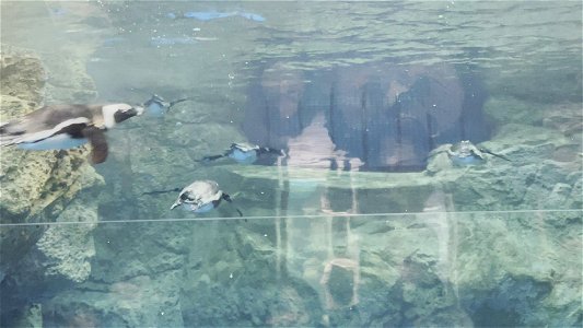 京都水族館 / Kyoto Aquarium
