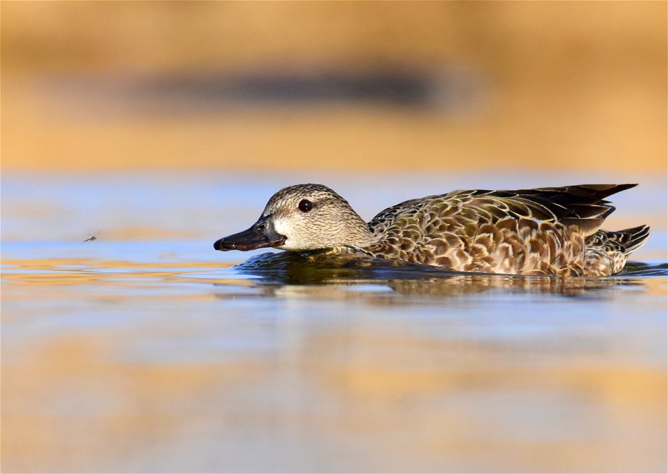 Blue-winged teal at Seedskadee National Wildlife Refuge photo