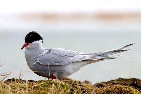 Arctic Tern