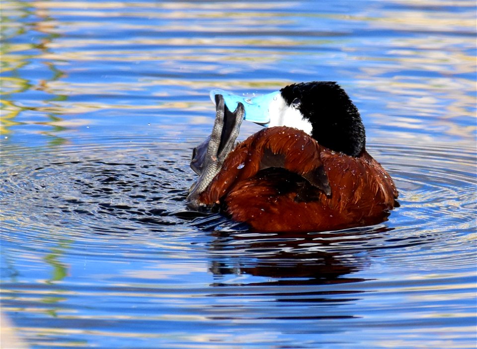 Ruddy duck at Seedskadee National Wildlife Refuge