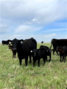Black Angus Cows and Calves Lake Andes Wetland Management District South Dakota