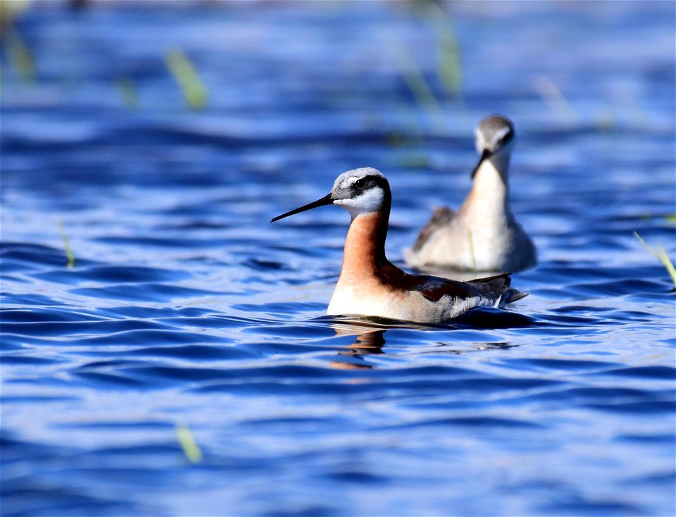 Wilson's phalarope at Seedskadee National Wildlife Refuge