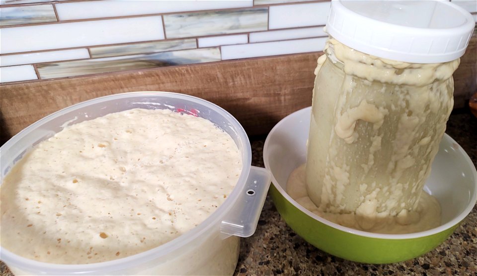 Sourdough starter doubling in 2 different type of containers photo