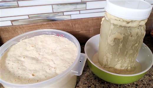 Sourdough starter doubling in 2 different type of containers