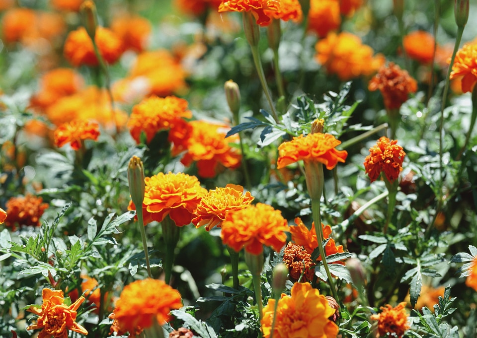 marigolds flowers