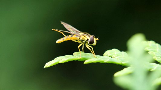 Sphaerophoria scripta (Gewöhnliche Langbauchschwebfliege) Weibchen
