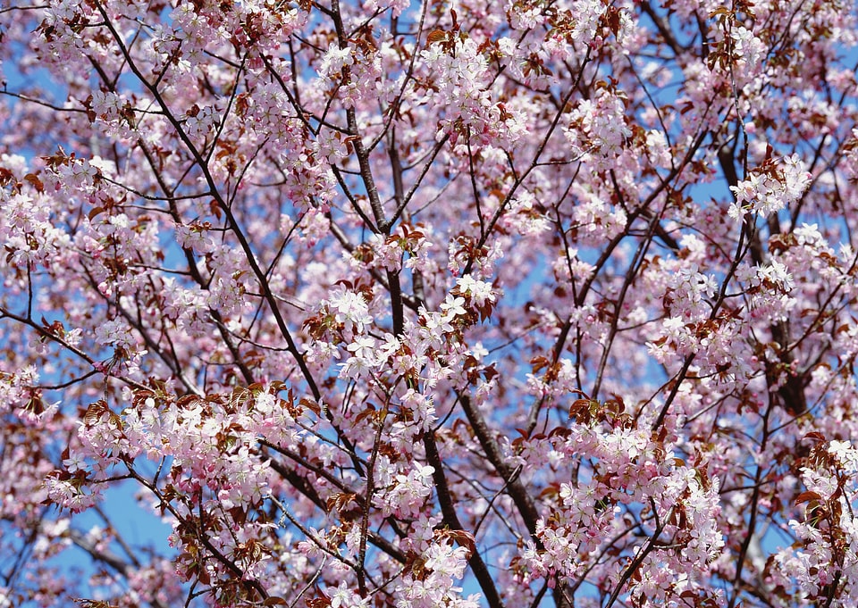 Pink flowering tree in springtime.