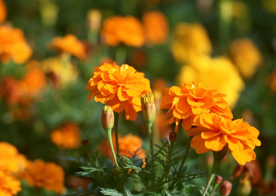 marigolds flowers