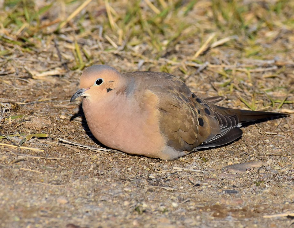 Mourning dove at Seedskadee National Wildlife Refuge - Free photos on ...