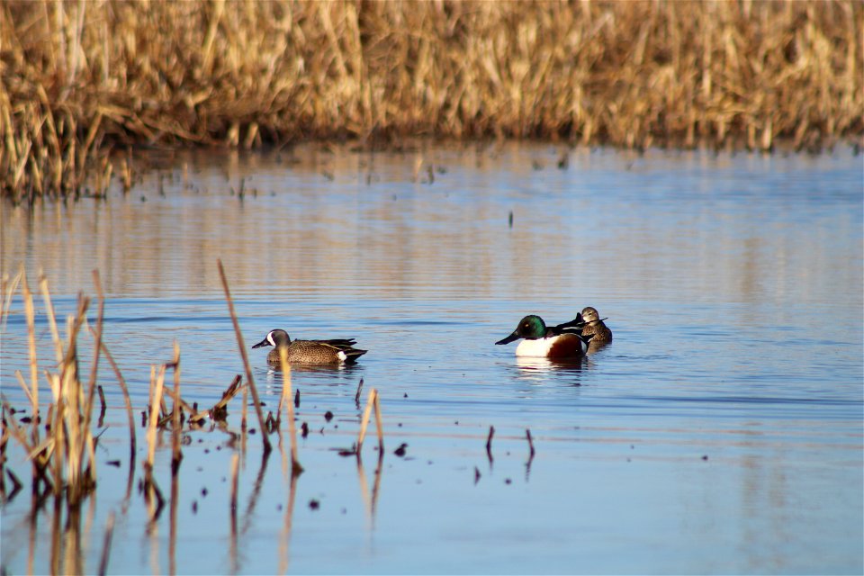Blue-winged Teal & Northern Shoveler Owens Bay Lake Andes National Wildlife Refuge South Dakota
