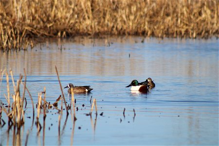 Blue-winged Teal & Northern Shoveler Owens Bay Lake Andes National Wildlife Refuge South Dakota photo