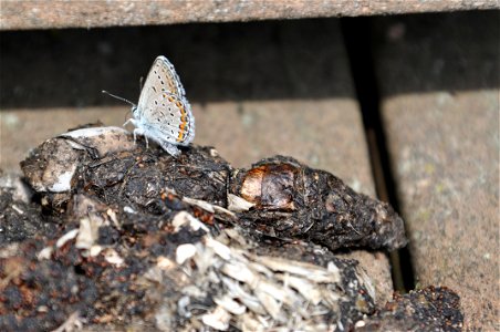 Male Karner Blue Butterfly photo