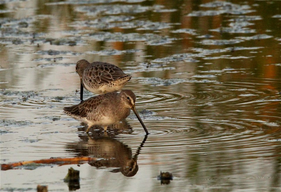 Dowitchers Huron Wetland Management District