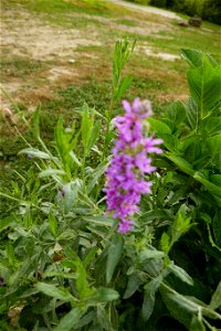izvorul_Parintelui2018_0825_185625