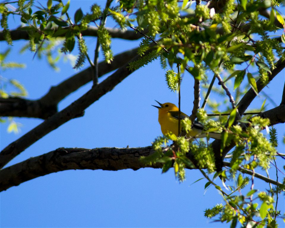 Prothonotary Warbler