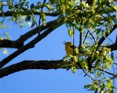 Prothonotary Warbler