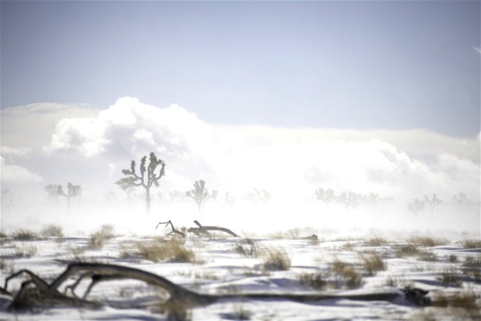 Snow being blown across a field of Joshua trees near Queen Valley