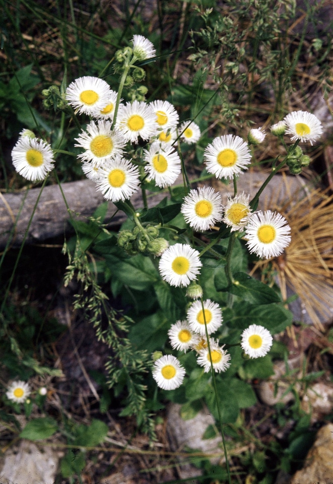 Low Fleabane wildflower