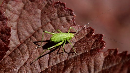 Leptophyes punctatissima (Punktierte Zartschrecke) Larve