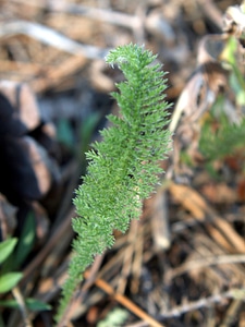 Western Yarrow wildflower