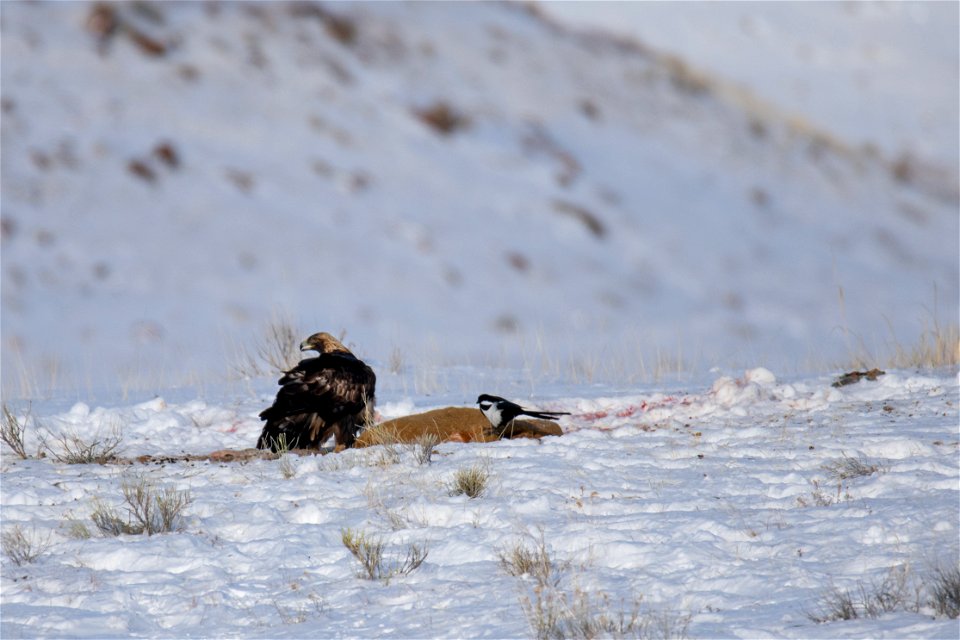 Golden Eagle on the National Elk Refuge photo